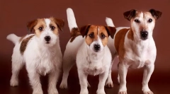 Џек расел териер (фото) - весело куче од филмот маска